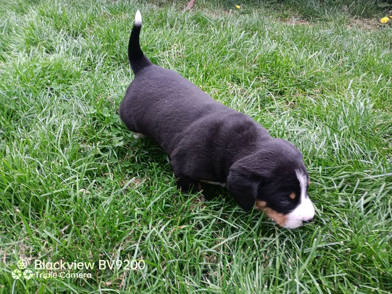 Entlebucher Sennenhund Welpen