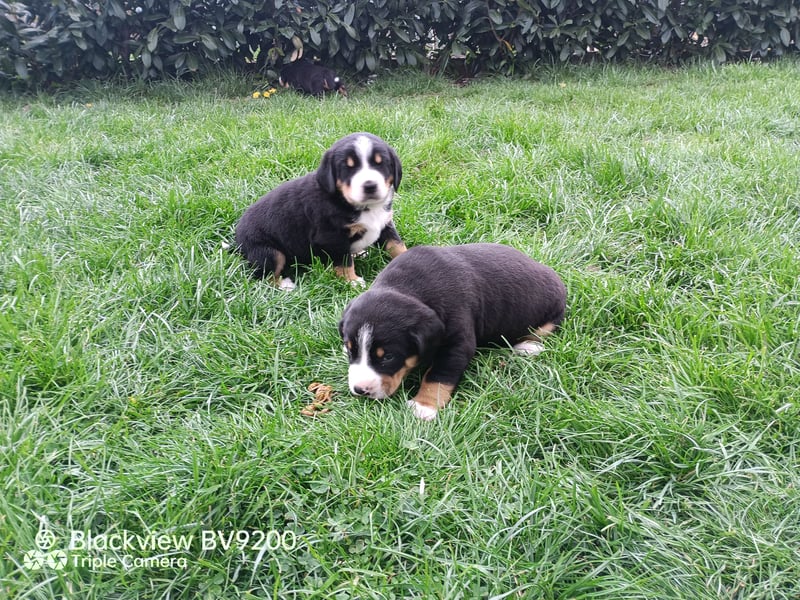 Entlebucher Sennenhund Welpen