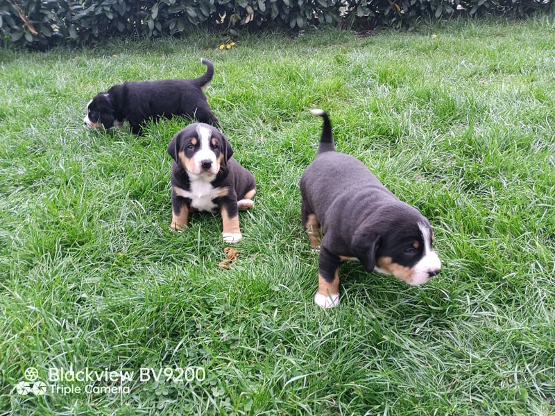 Entlebucher Sennenhund Welpen
