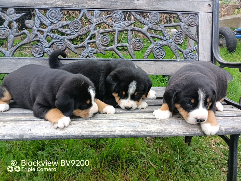 Entlebucher Sennenhund Welpen
