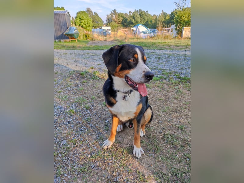 Entlebucher Deckrüde   Nur DECKRÜDE KEIN VERKAUF!!!!