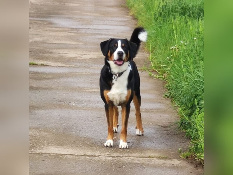 Entlebucher Deckrüde   Nur DECKRÜDE KEIN VERKAUF!!!!