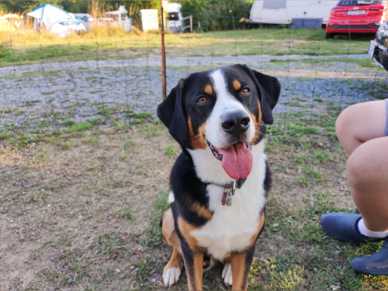 Entlebucher Deckrüde   Nur DECKRÜDE KEIN VERKAUF!!!!