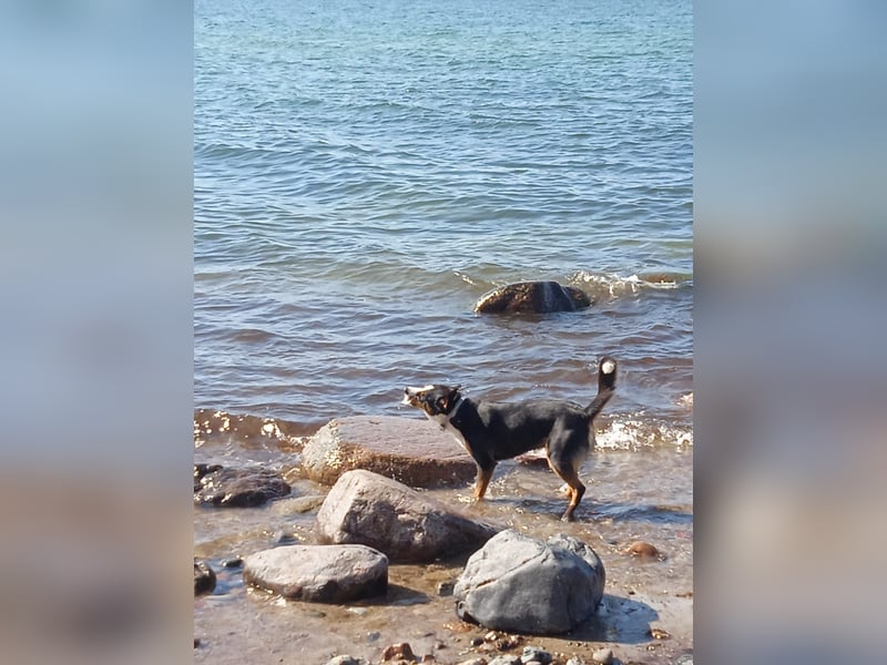Entlebucher Deckrüde   Nur DECKRÜDE KEIN VERKAUF!!!!
