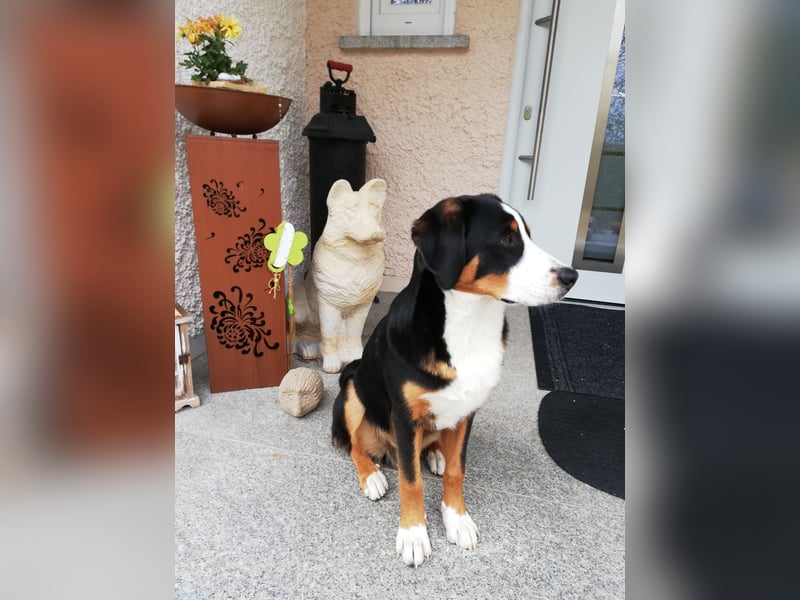 Entlebucher Deckrüde   Nur DECKRÜDE KEIN VERKAUF!!!!
