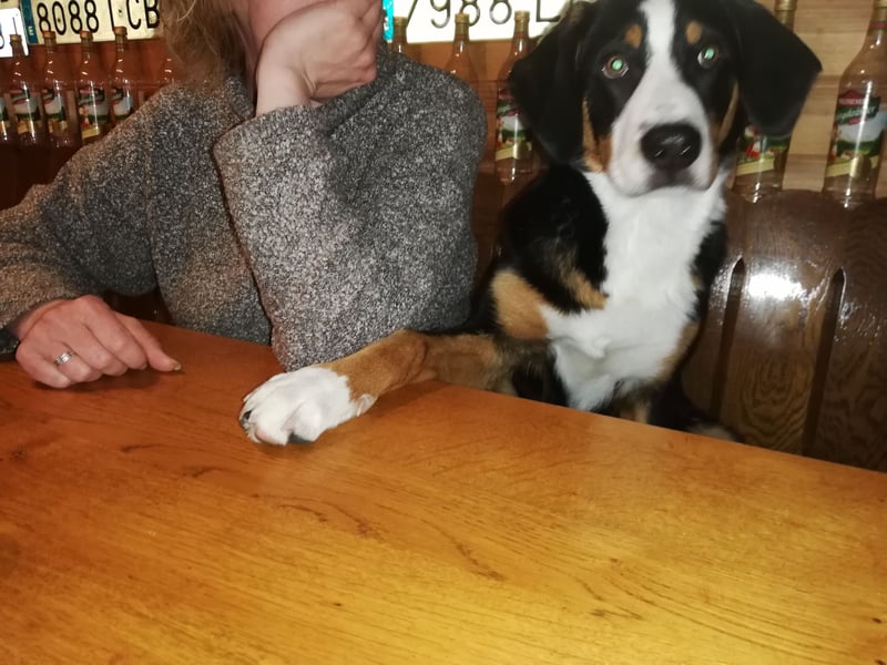 Entlebucher Deckrüde   Nur DECKRÜDE KEIN VERKAUF!!!!