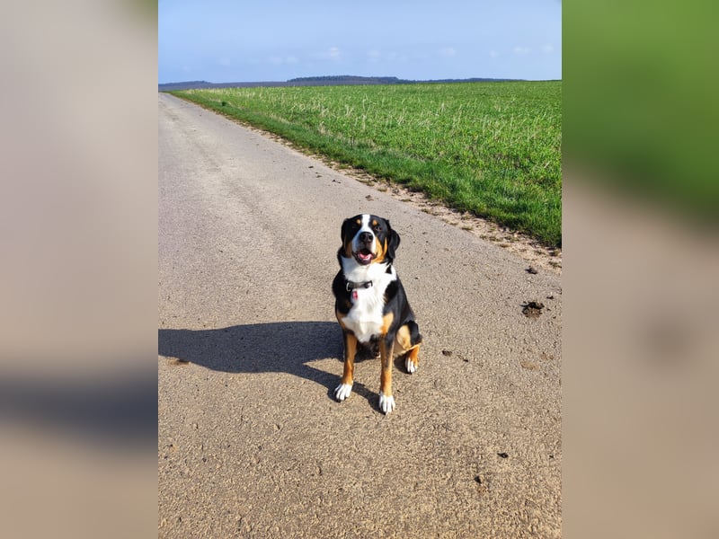 Entlebucher Deckrüde   Nur DECKRÜDE KEIN VERKAUF!!!!