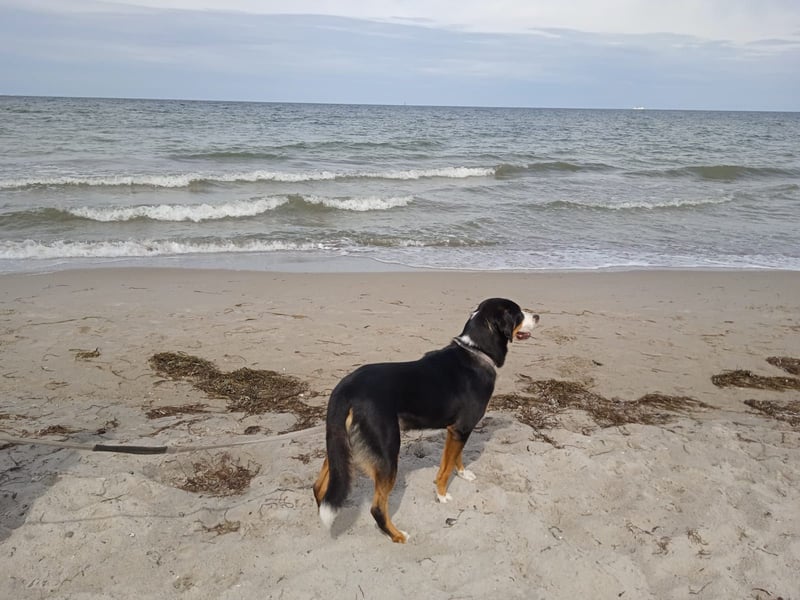 Entlebucher Deckrüde   Nur DECKRÜDE KEIN VERKAUF!!!!