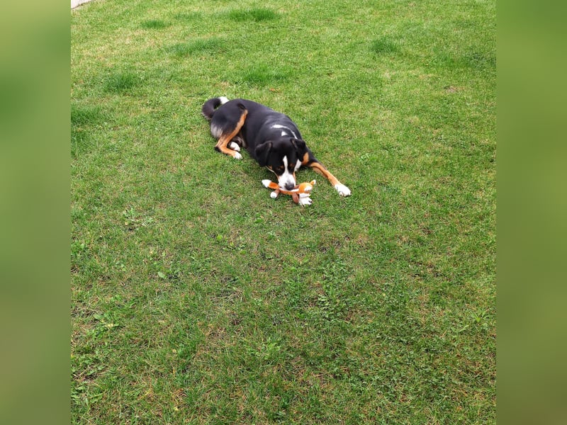 Entlebucher Deckrüde   Nur DECKRÜDE KEIN VERKAUF!!!!