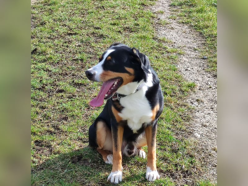 Entlebucher Deckrüde   Nur DECKRÜDE KEIN VERKAUF!!!!