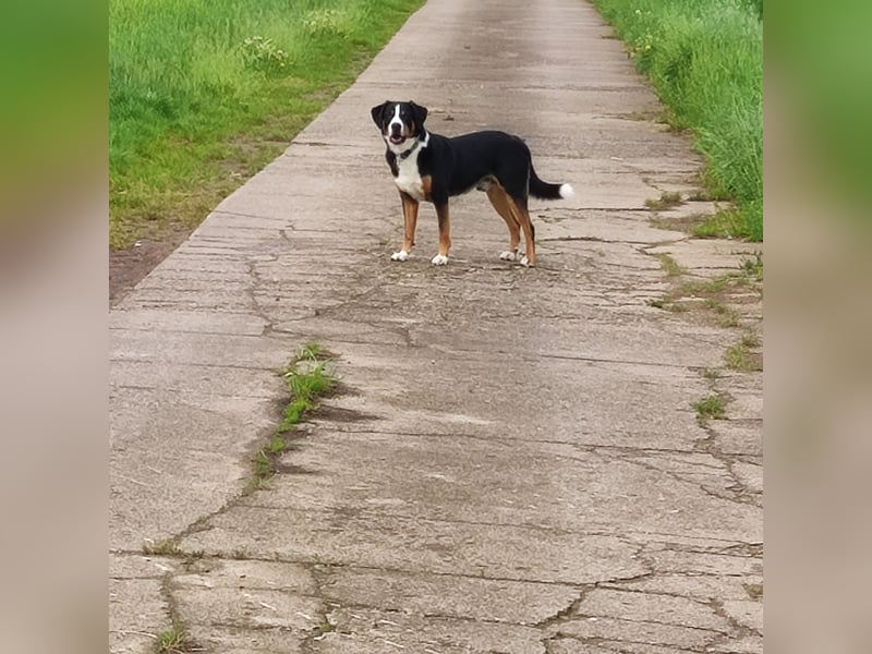 Entlebucher Deckrüde   Nur DECKRÜDE KEIN VERKAUF!!!!