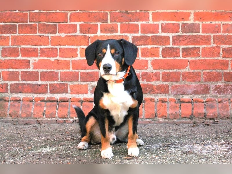 Henry, Entlebucher Sennenhund Rüde