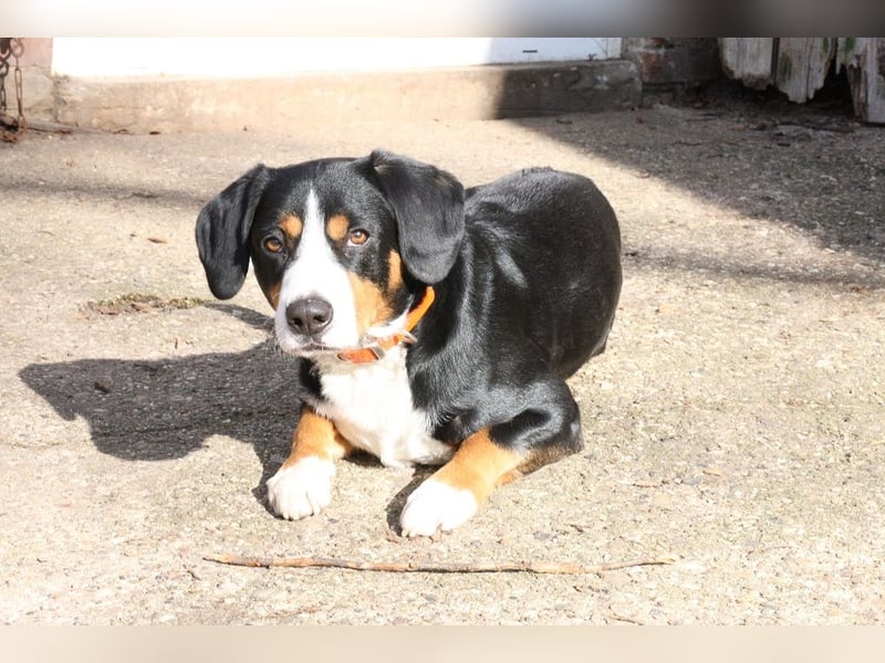 Henry, Entlebucher Sennenhund Rüde