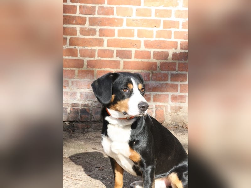 Henry, Entlebucher Sennenhund Rüde