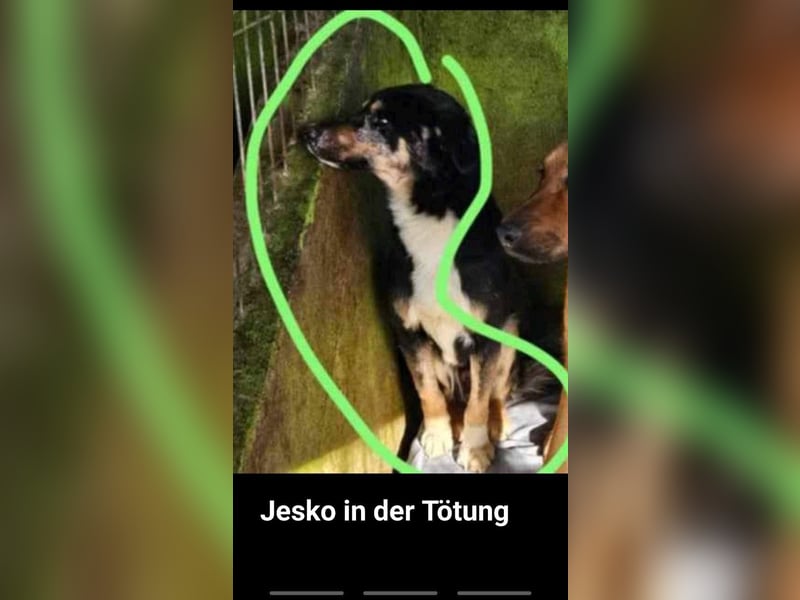 Jesko aus der Tötung