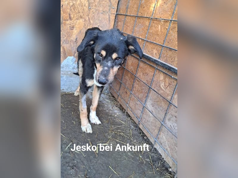 Jesko aus der Tötung