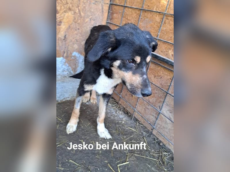 Jesko aus der Tötung
