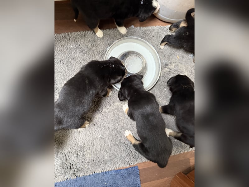 Entlebucher Sennenhundwelpen