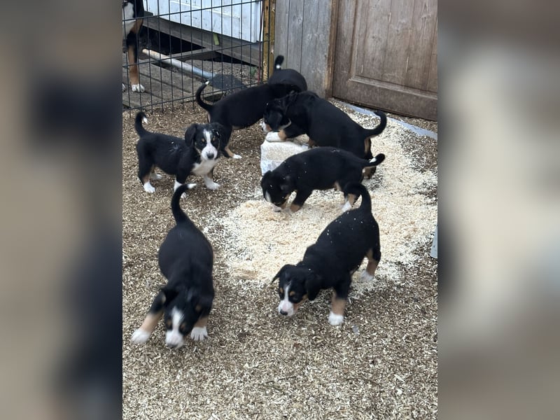 Entlebucher Sennenhundwelpen