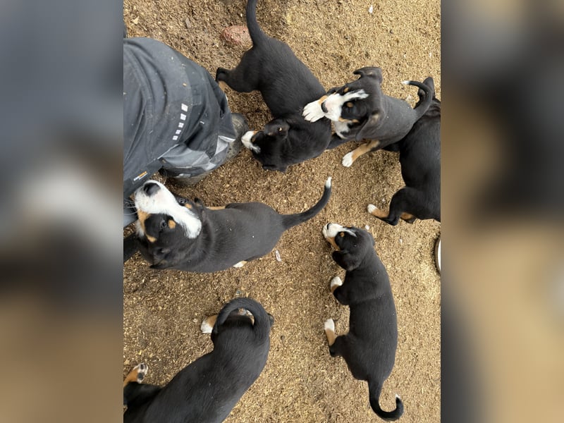 Entlebucher Sennenhundwelpen