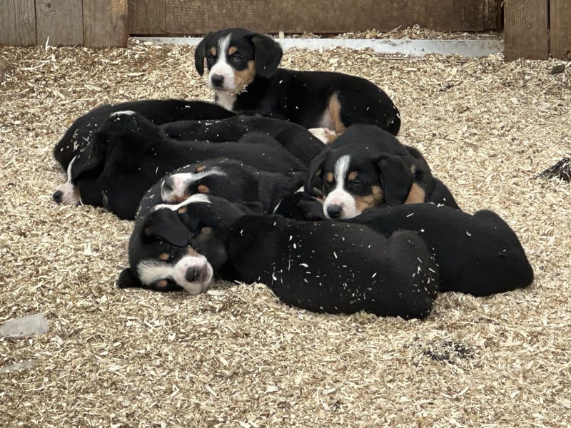 Entlebucher Sennenhundwelpen