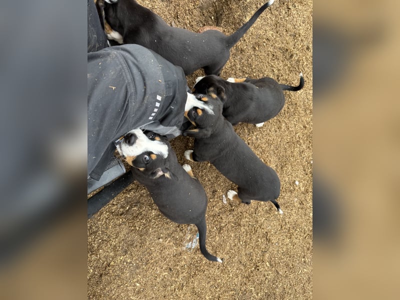 Entlebucher Sennenhundwelpen
