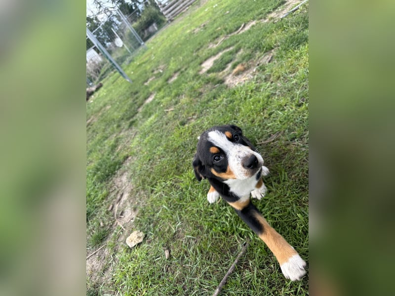 Entlebucher Sennenhundwelpen