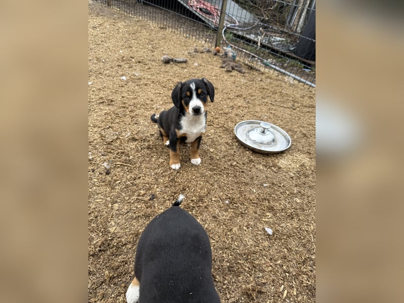 Entlebucher Sennenhundwelpen