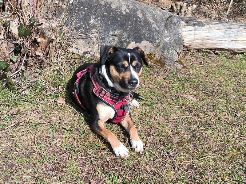 Deckrüde (Entlebucher, Appenzeller, Australian Sheperd) - Rassenachweis ist nicht wichtig.