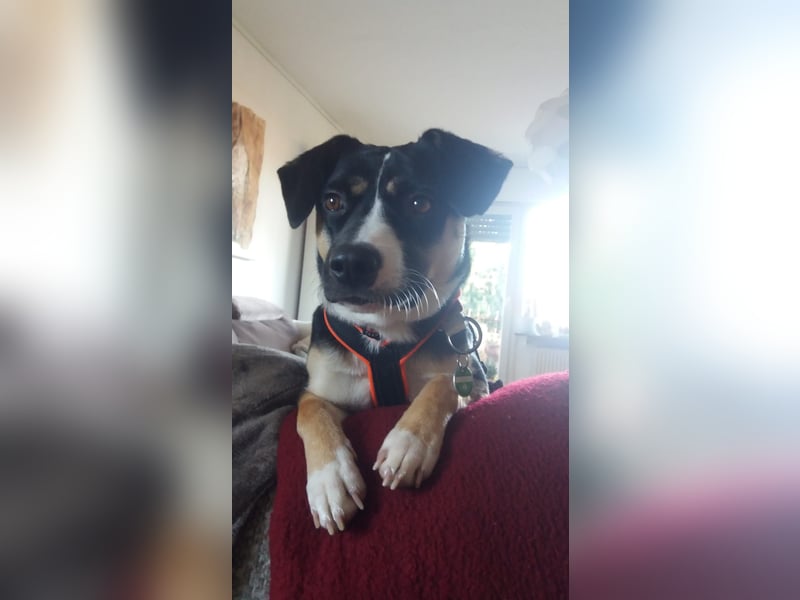 Deckrüde (Entlebucher, Appenzeller, Australian Sheperd) - Rassenachweis ist nicht wichtig.