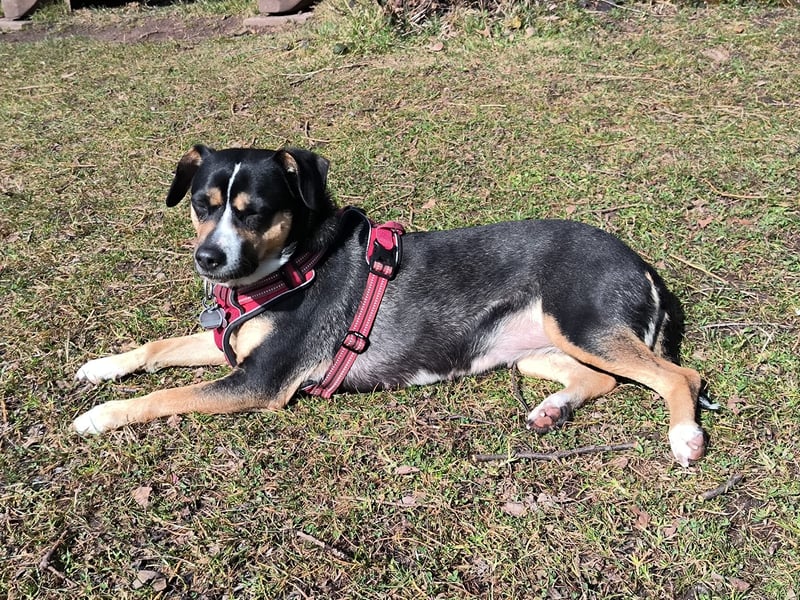 Deckrüde (Entlebucher, Appenzeller, Australian Sheperd) - Rassenachweis ist nicht wichtig.