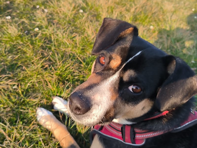 Deckrüde (Entlebucher, Appenzeller, Australian Sheperd) - Rassenachweis ist nicht wichtig.