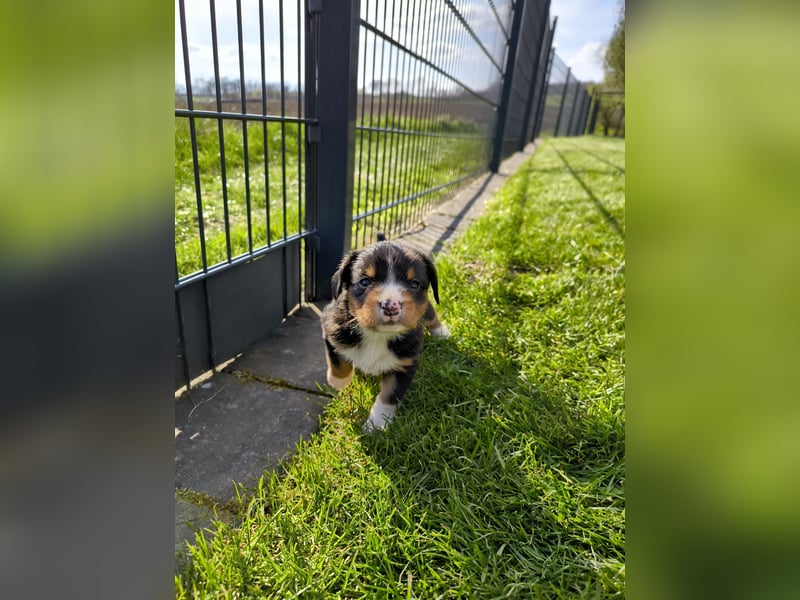 Entlebucher Sennhund Welpen zu