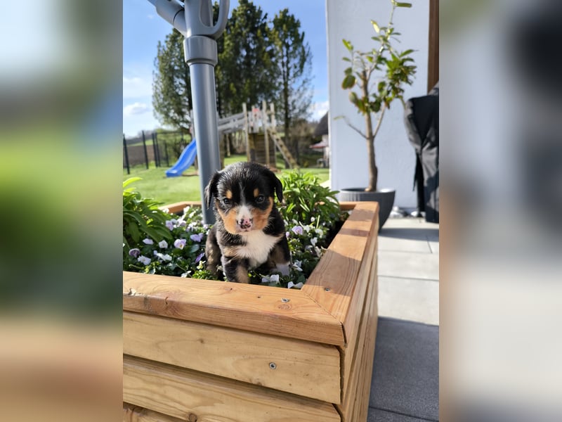 Entlebucher Sennhund Welpen zu