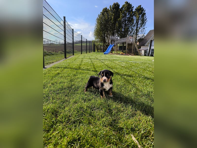 Entlebucher Sennhund Welpen zu