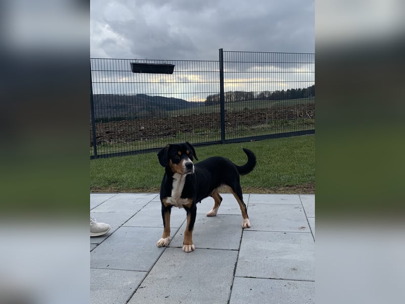 Entlebucher Sennhund Welpen zu