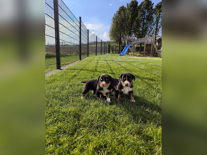 Entlebucher Sennhund Welpen zu