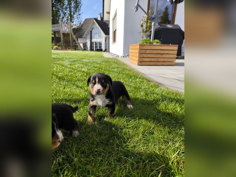 Entlebucher Sennhund Welpen zu