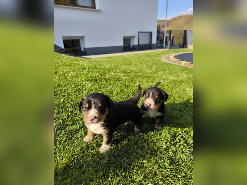 Entlebucher Sennhund Welpen zu