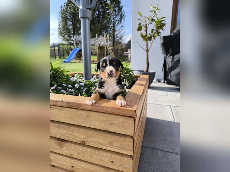 Entlebucher Sennhund Welpen zu