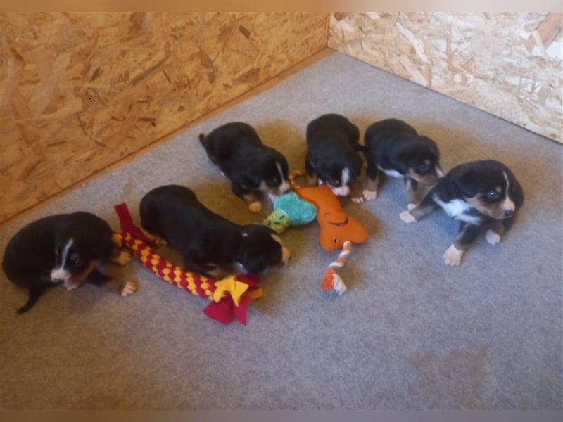 Entlebucher Sennenhund-Welpen "vom Zwergenstübchen" mit Ahnentafel