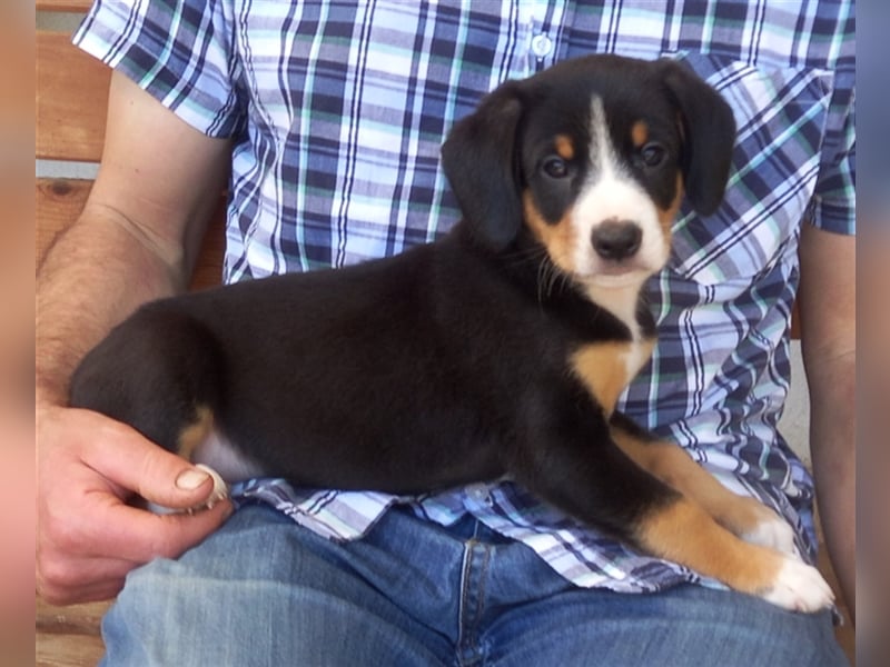 Entlebucher Sennenhund-Welpen "vom Zwergenstübchen" mit Ahnentafel