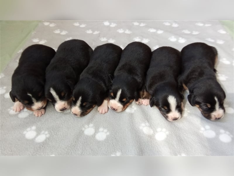 Entlebucher Sennenhund-Welpen "vom Zwergenstübchen" mit Ahnentafel