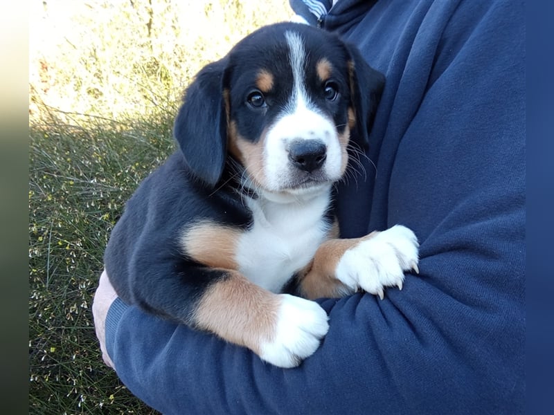 Entlebucher Sennenhund-Welpen "vom Zwergenstübchen" mit Ahnentafel