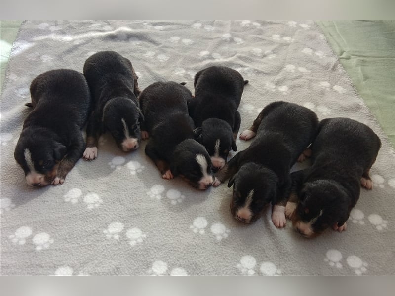 Entlebucher Sennenhund-Welpen "vom Zwergenstübchen" mit Ahnentafel