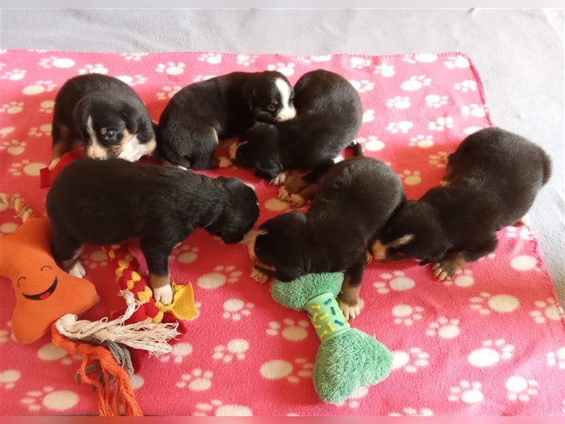 Entlebucher Sennenhund-Welpen "vom Zwergenstübchen" mit Ahnentafel