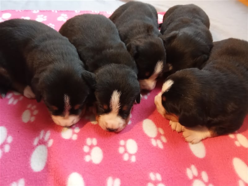 Entlebucher Sennenhund-Welpen "vom Zwergenstübchen" mit Ahnentafel