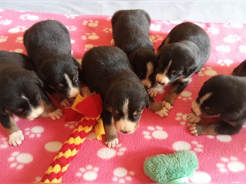 Entlebucher Sennenhund-Welpen "vom Zwergenstübchen" mit Ahnentafel