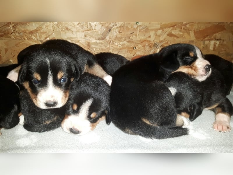 Entlebucher Sennenhund-Welpen "vom Zwergenstübchen" mit Ahnentafel