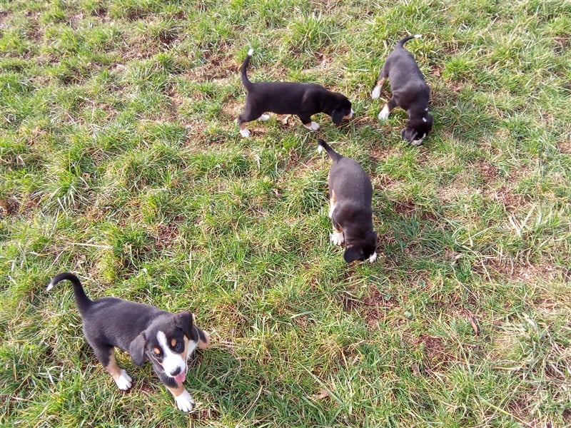 Entlebucher Sennenhund-Welpen "vom Zwergenstübchen" mit Ahnentafel